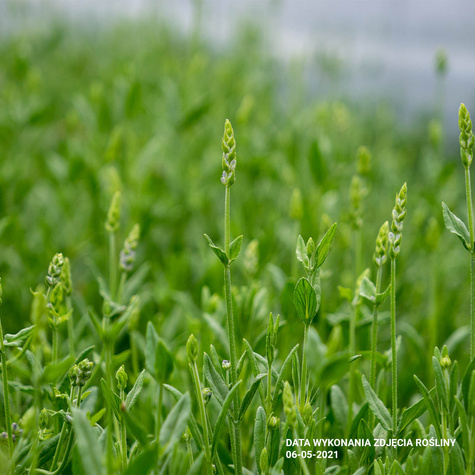 Lawenda wąskolistna