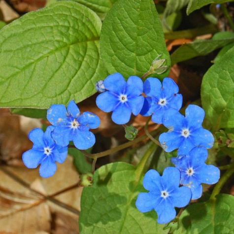 Ułudka wiosenna (C2)