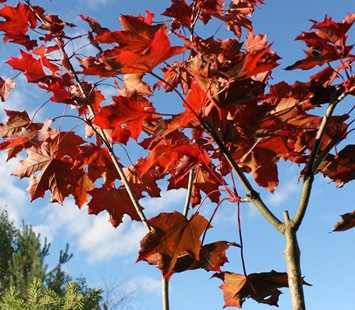 Klon szczepiony na pniu Purple Globe (Pa 130)