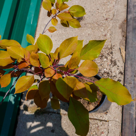 Jabłoń ozdobna rajska Ola