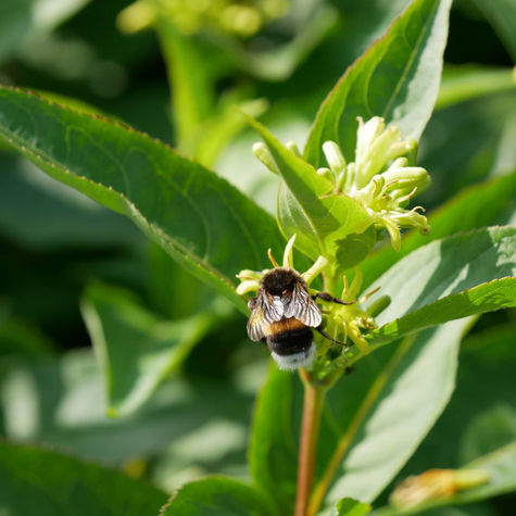 Zadrzewnia bezogonkowa Butterfly (C2)
