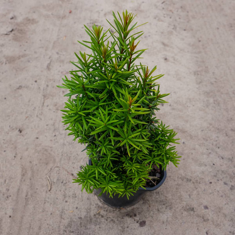 Cis pospolity doniczka