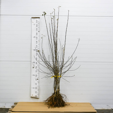 Jabłoń Melfree Stara odmiana Plant Pack