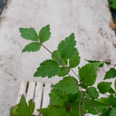 Powojnik Clematis okrywowy Praecox (C2)