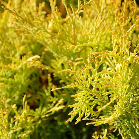 Thuja Tuja Żywotnik olbrzymi Goldy 4ever Żółta zimą (P9)