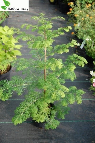 Metasekwoja chińska (C2)