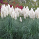 Trawa pampasowa White Feather (C2)