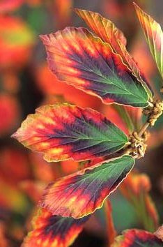 Oczar pośredni Arnold Promise (C2)