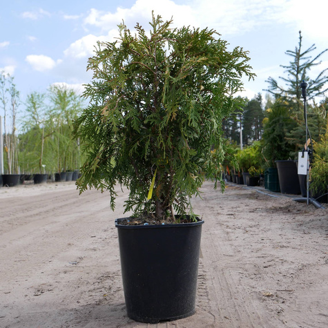 Thuja Tuja Żywotnik zachodni Globosa (C2)