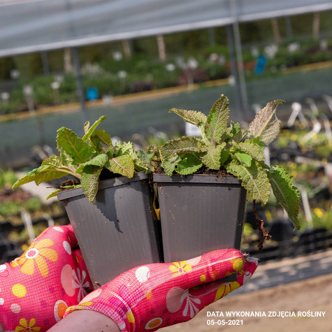 Szałwia łąkowa (C2)