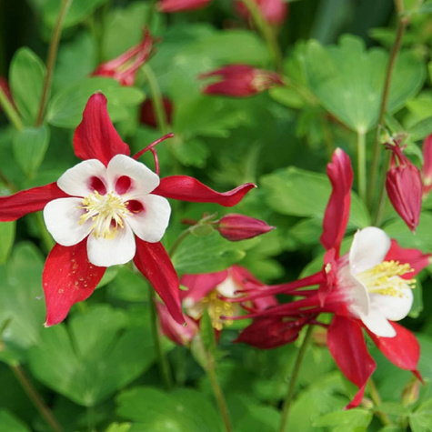 Orlik pospolity Crimson Star (C2)