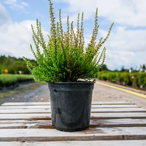 Wrzos pospolity Melissa różowy pączkowy