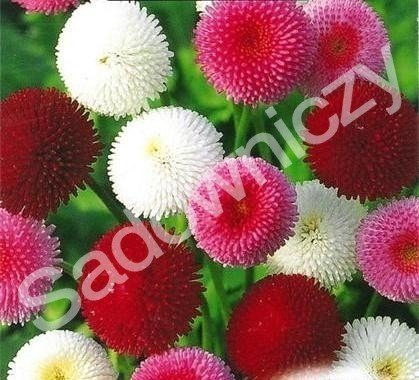 Stokrotka pomponowa mieszanka 0,1g Plantico