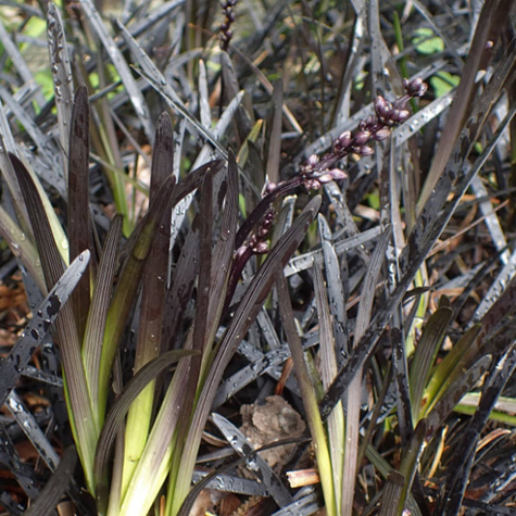 Konwalnik płaskopędowy Niger konwalik (C2)