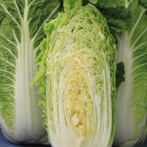 Kapusta pekińska Capitol F1 wczesna 0,2g