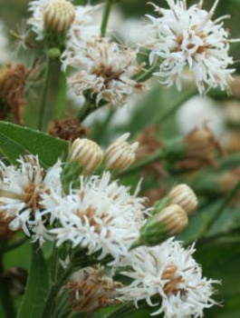 Wernonia Nowojorska 'White Lightning'