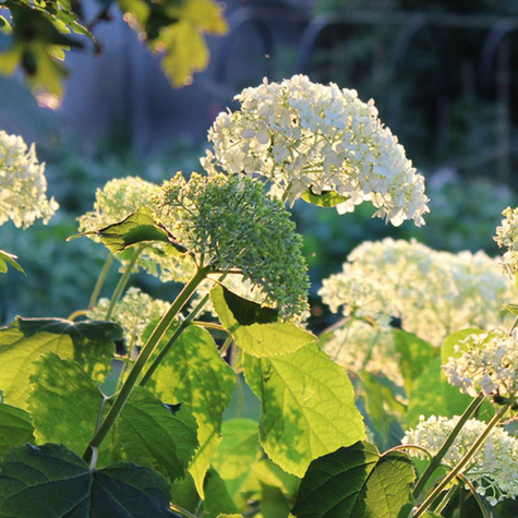 Hortensja krzewiasta Golden Anabelle (C2)