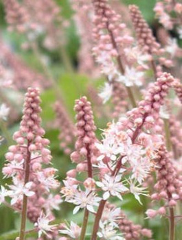 Tiarella Pink Skyrocket (C2)