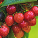 Czereśnia Buttnera Czerwona Poznańska Plant Pack