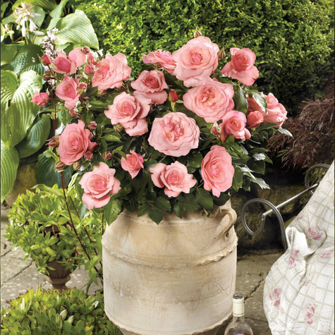 Róża parkowa Paramount® Elaine Paige (C2) pachnąca