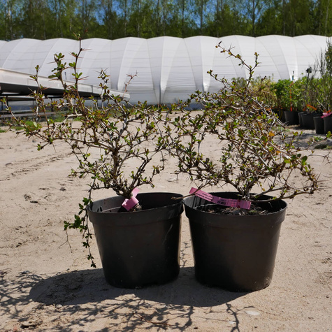 Berberys thunberga Green Jewel