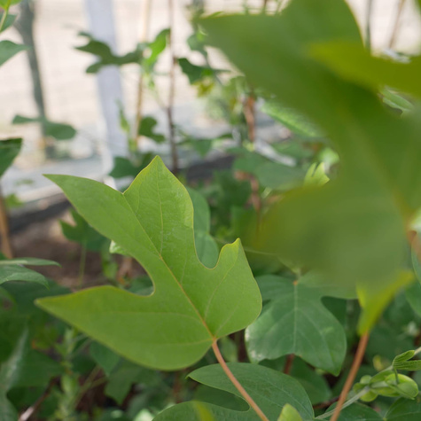 Tulipanowiec amerykański (C5)