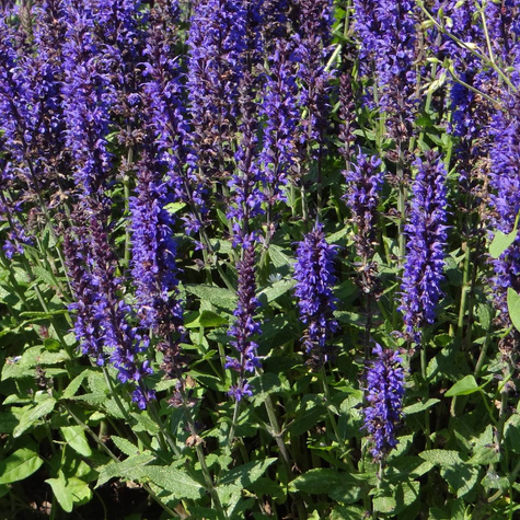 Szałwia omszona Caradonna