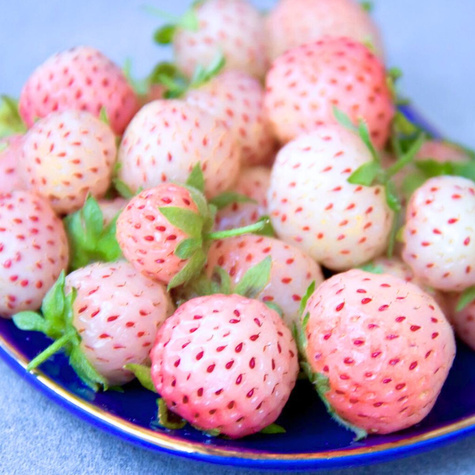 Truskawka Biała Ananasowa średnio późna FRIGO