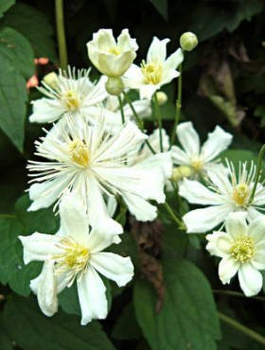 Powojnik Clematis botaniczny Paul Farges