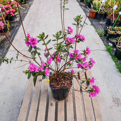 Azalia japońska Amoenum (C2)