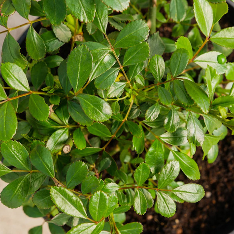 Róża okrywowa różowa