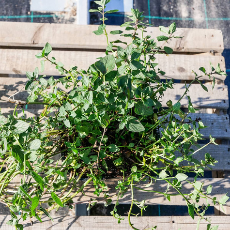 Mięta pieprzowa angielska pomarańczowa Granada (C2)