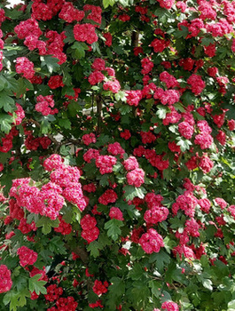 Głóg Dwuszyjkowy Paul's Scarlet Drzewiasty