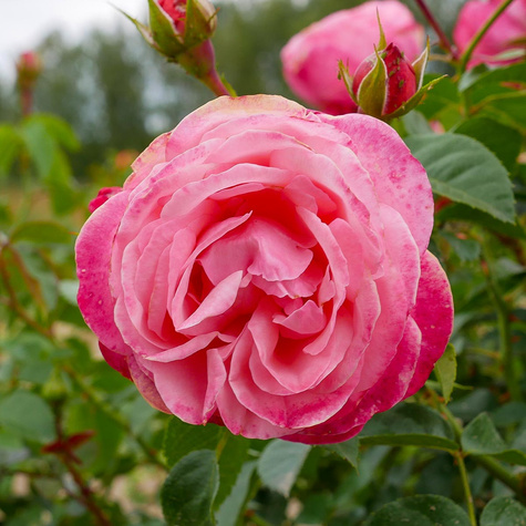 Róża pnąca Rosanna różowa balot