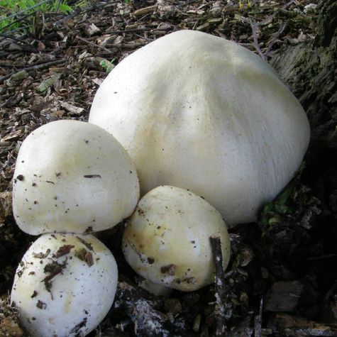 Gotowe podłoże Grzybnia Planto Pieczarka biała 3L + miniszklarenka