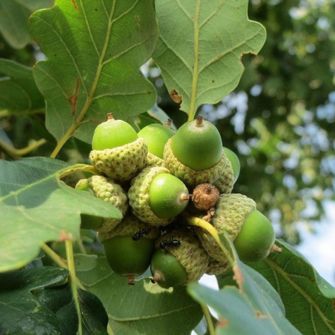 Dąb bezszypułkowy (C2)