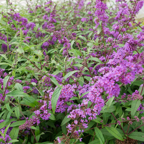 Budleja Dawida Border Beauty (C2)