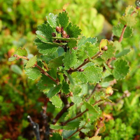 Brzoza karłowata krzaczasta