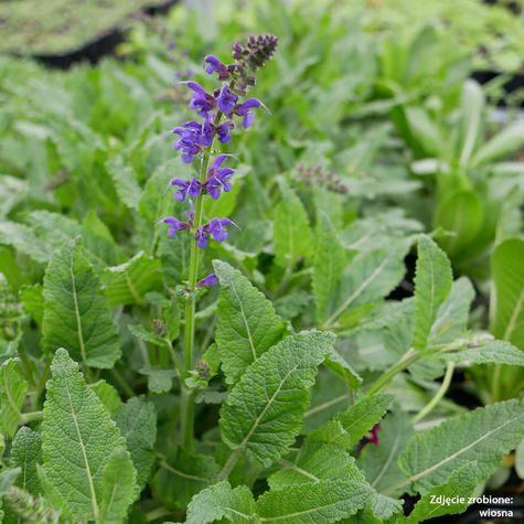Szałwia omszona Viola Klose (C2)