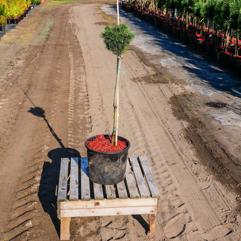 Sosna pospolita Kobold szczepiona na pniu Pa 60
