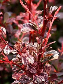 Berberys Thunberga Harlequin (C2)
