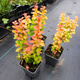 Berberys thunberga Neon Gold (P9)