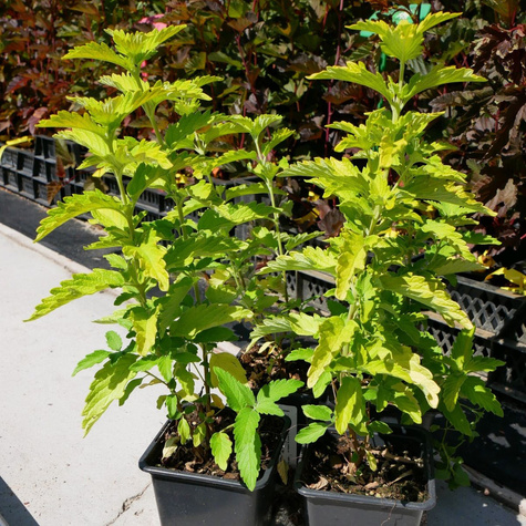 Barbula klandońska Hint of Gold (P9)