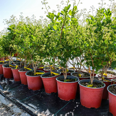 Perukowiec podolski Young Lady Puszysty Krzew (C2)