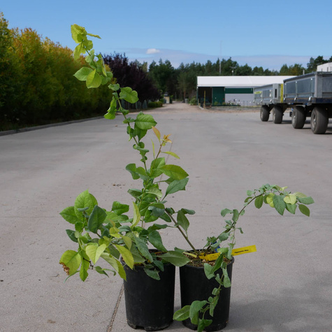 Pigwowiec wspaniały Nina