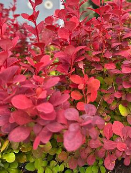 Berberys Thunberga Orange Sunrise (C2)
