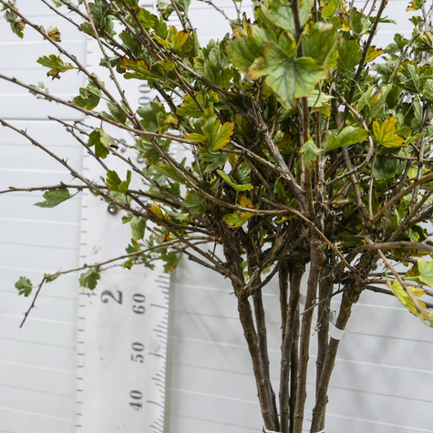 Agrest biały Mucurines na pniu Plant Pack