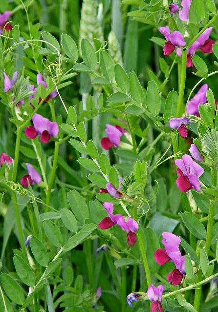 Wyka kosmata ozima cena za 1 kg