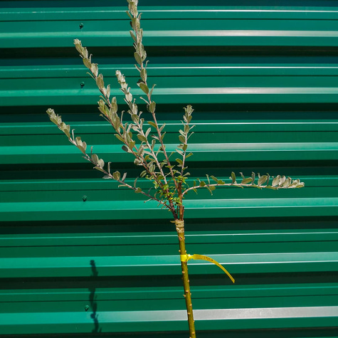 Wierzba argentea na pniu (C5)