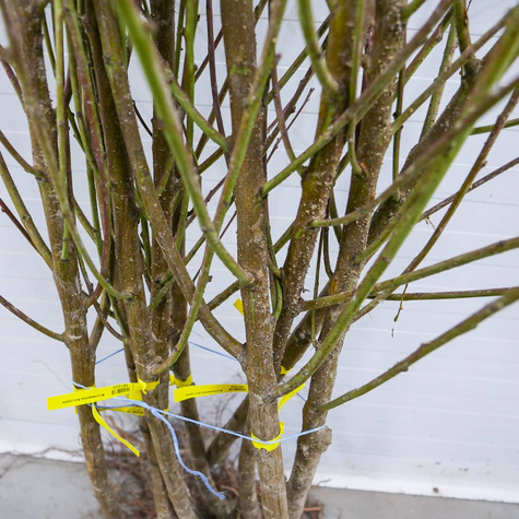 Brzoskwinia Maycrest Plant Pack